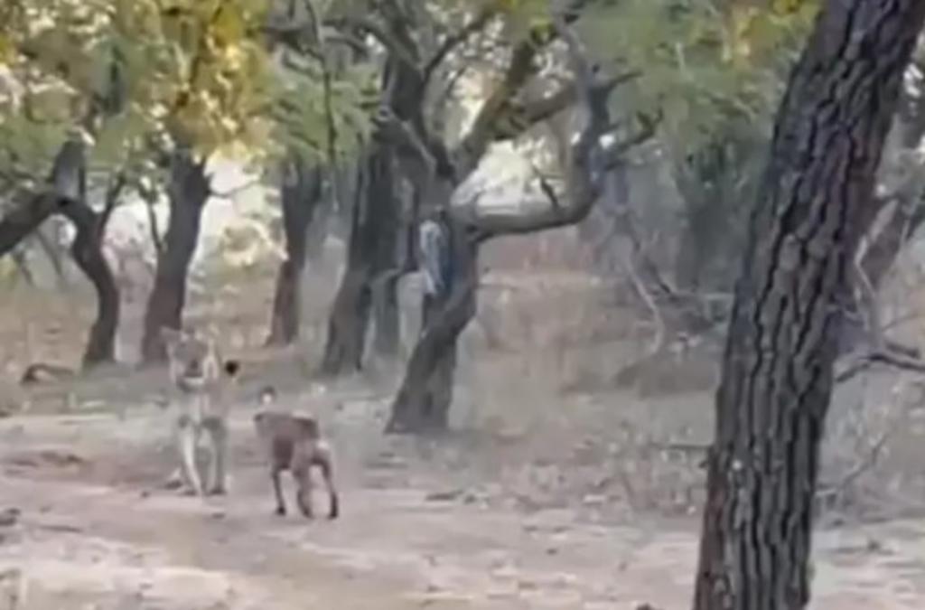 Perrito callejero enfrenta a leona y se le impone