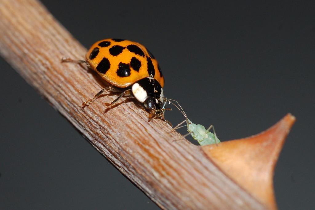 Deploran científicos disminución en población de insectos