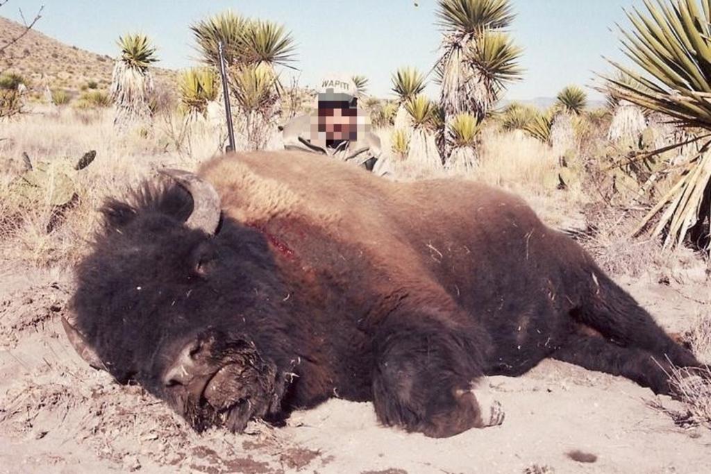 Coahuila interpone denuncia ante Profepa por caza ilegal de bisonte