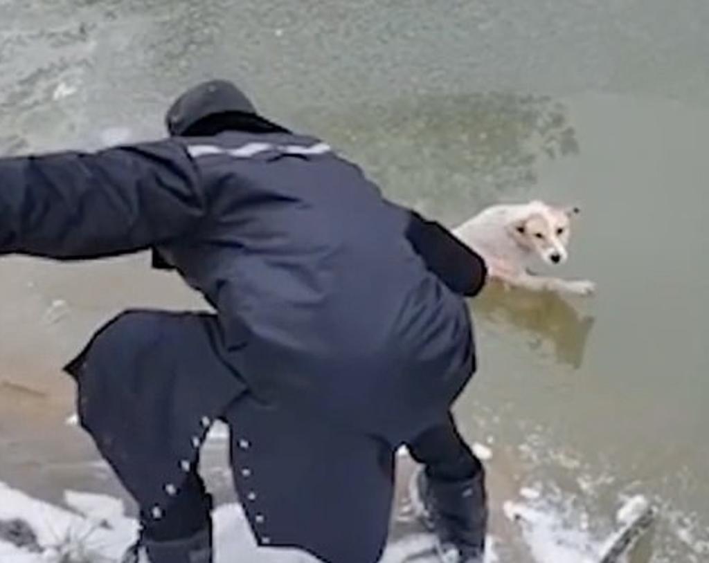 Forman cadena humana para rescatar a un perro atrapado en agua helada