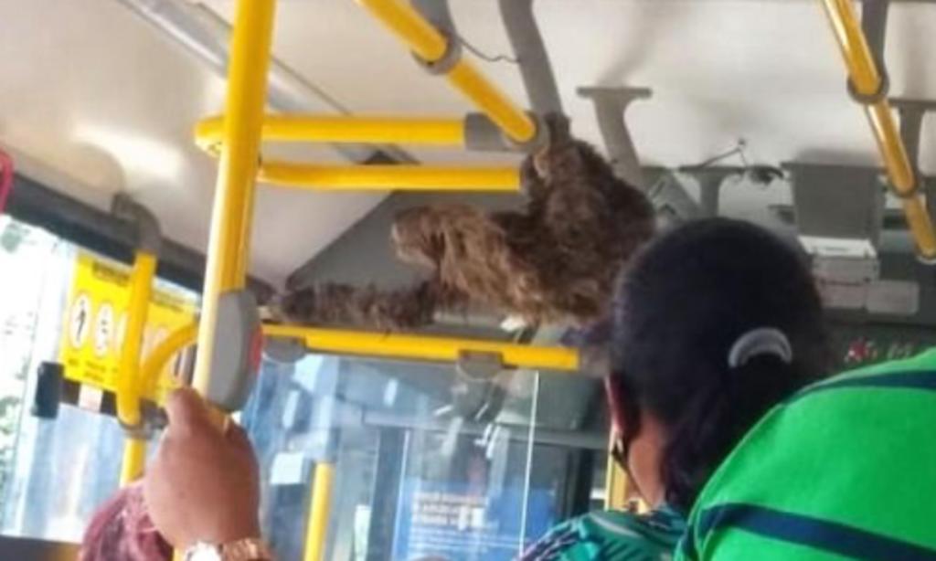 Oso perezoso 'viaja' dentro de un autobús tras ser rescatado por el conductor