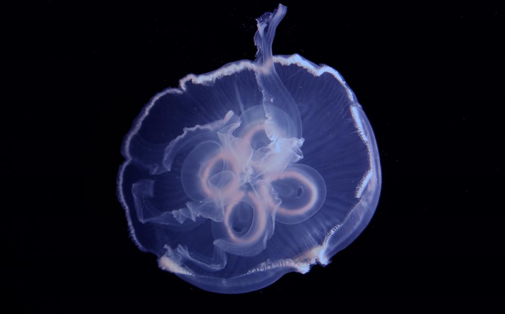 Hallan clave de la velocidad de las medusas; podría usarse en vehículos