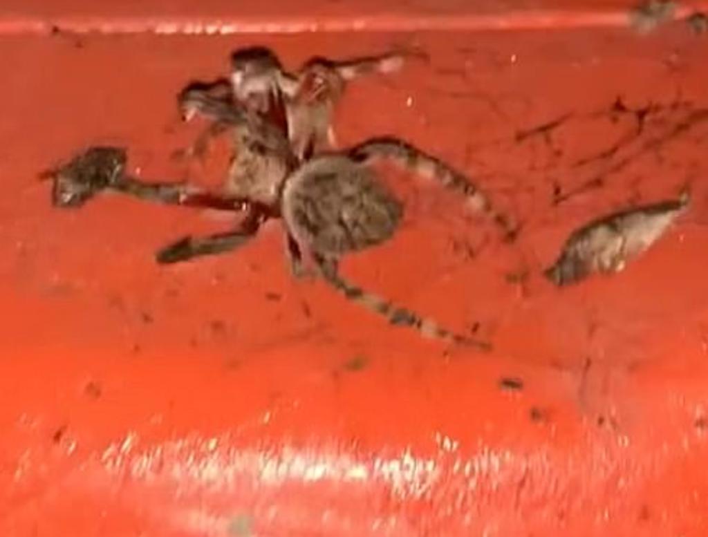 Granjero australiano graba a dos arañas peleando 'a muerte' en su tractor infestado de arácnidos