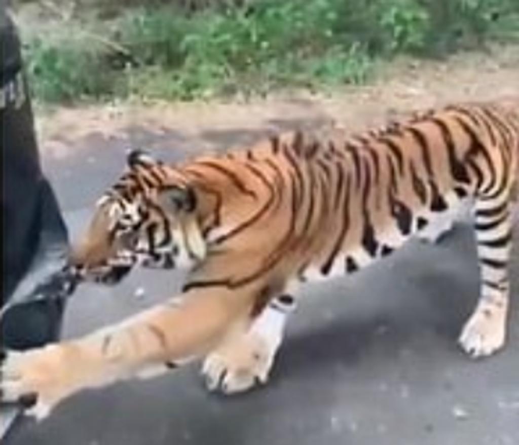 Tigre de Bengala es grabado tratando de arrancar el parachoques de un vehículo lleno de turistas