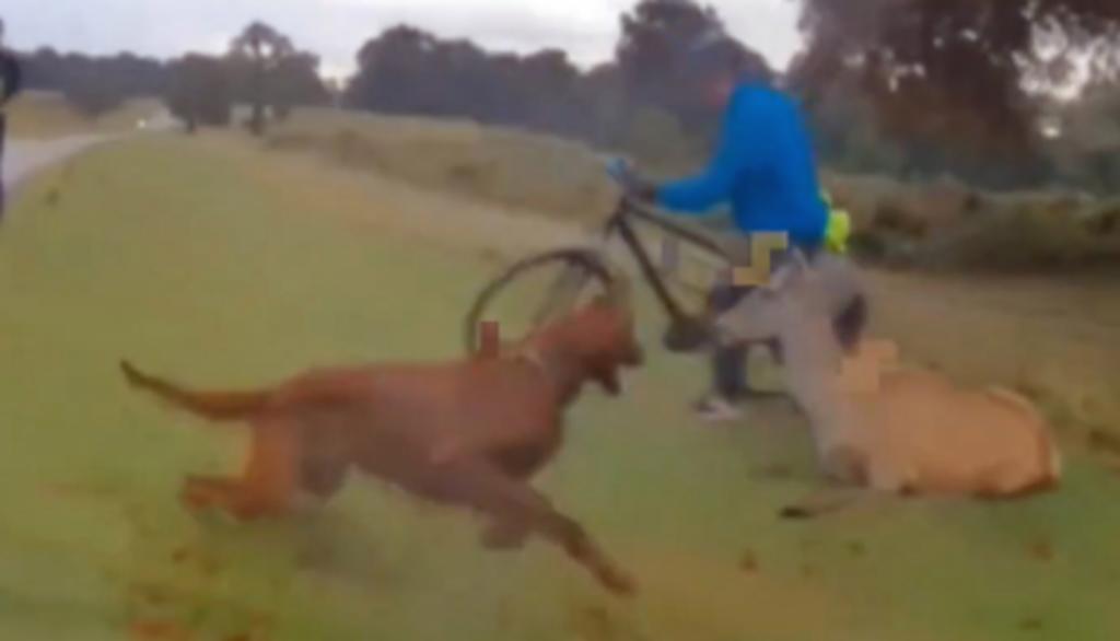 Perro ataca a brutalmente a un venado y su dueño recibe una costosa multa