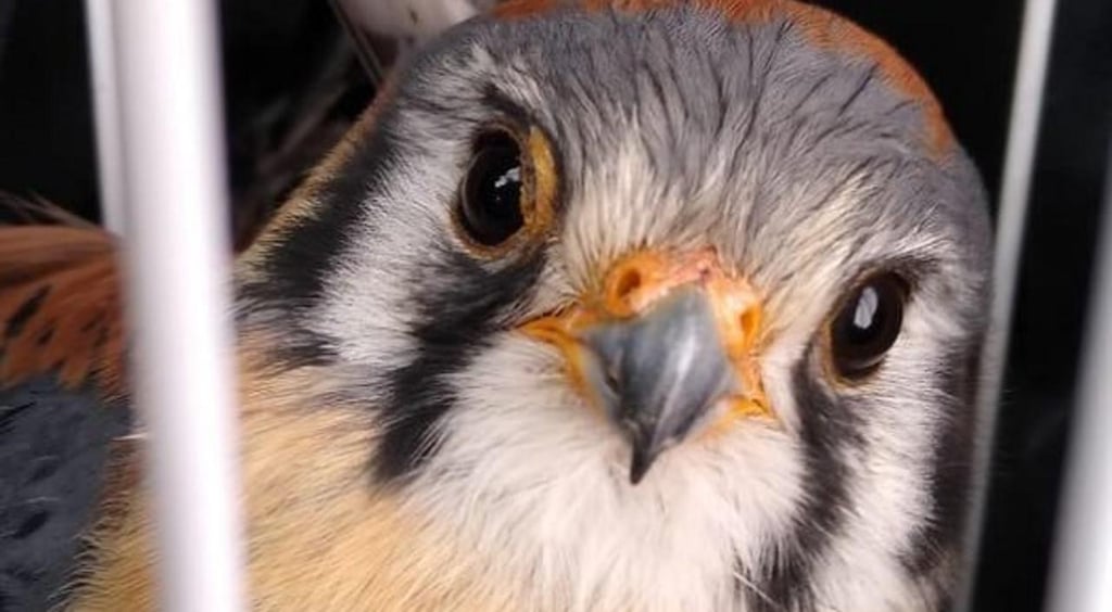 Resguardan halcón encontrado en una vivienda de Durango