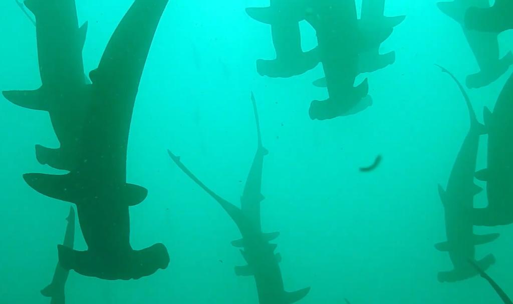 Mujer graba el momento en el que cientos de tiburones nadaron sobre ella mientras buceaba