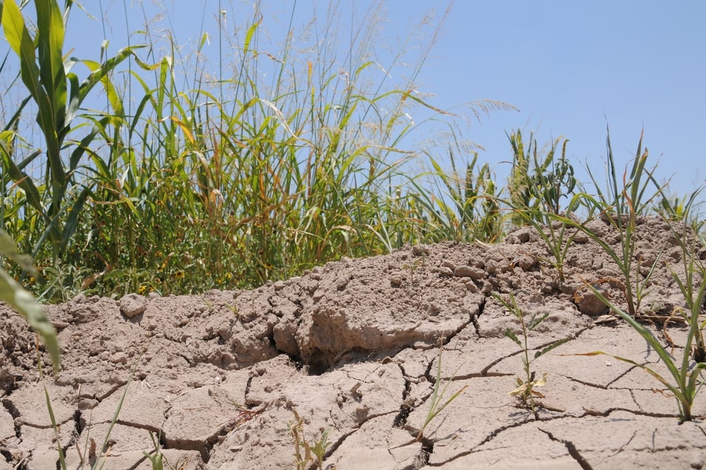 Estiman 60 mdp en daños por sequía en Durango