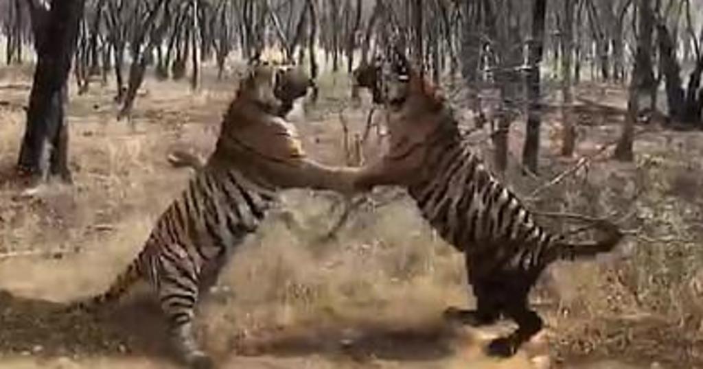 Dos tigresas de bengala pelean ferozmente por territorio frente a un grupo de turistas