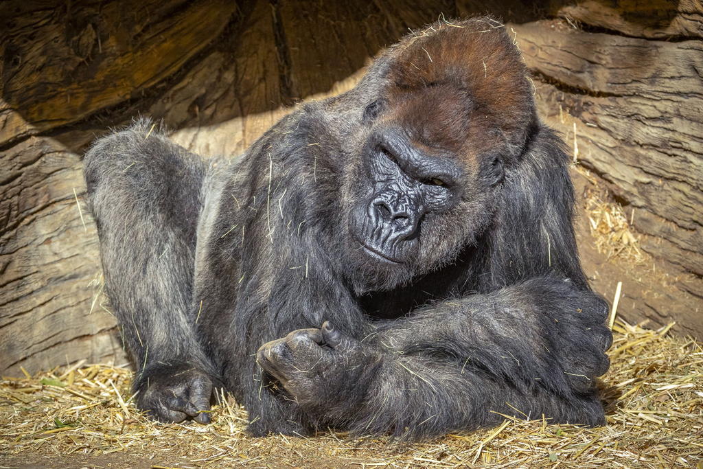 Piden prohibir selfies con primates y evitar contacto animal-humano