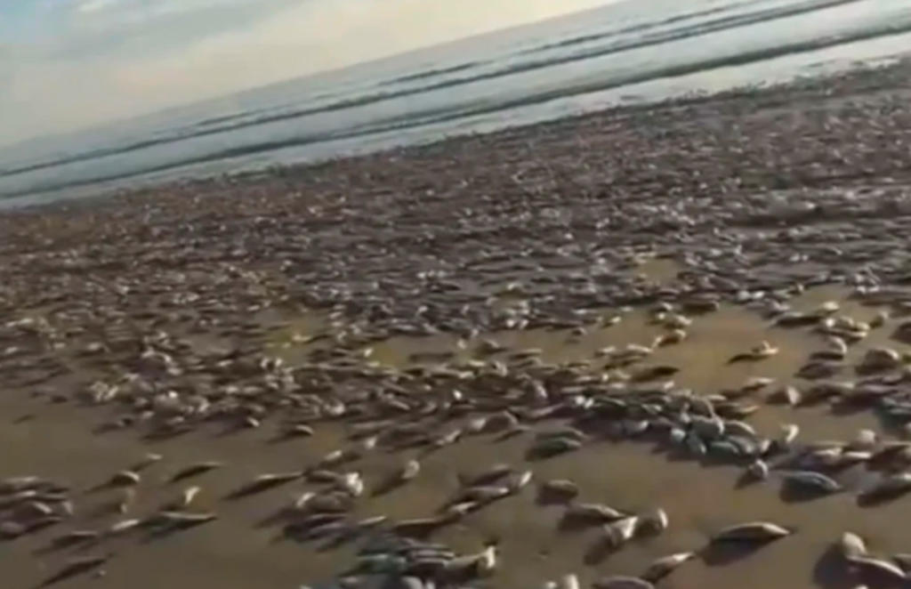 Aparecen miles de sardinas muertas en playas de Sinaloa