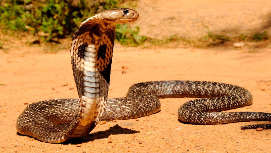 Determinan que veneno de cobras evolucionó para defenderse de predadores