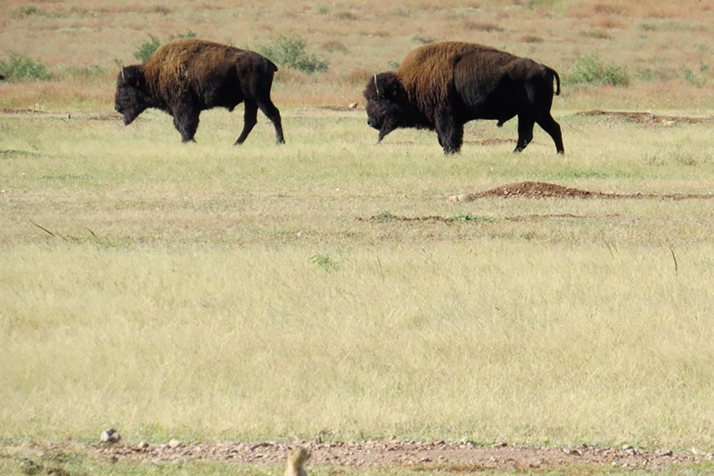 Recupera bisonte americano territorio en norte de México