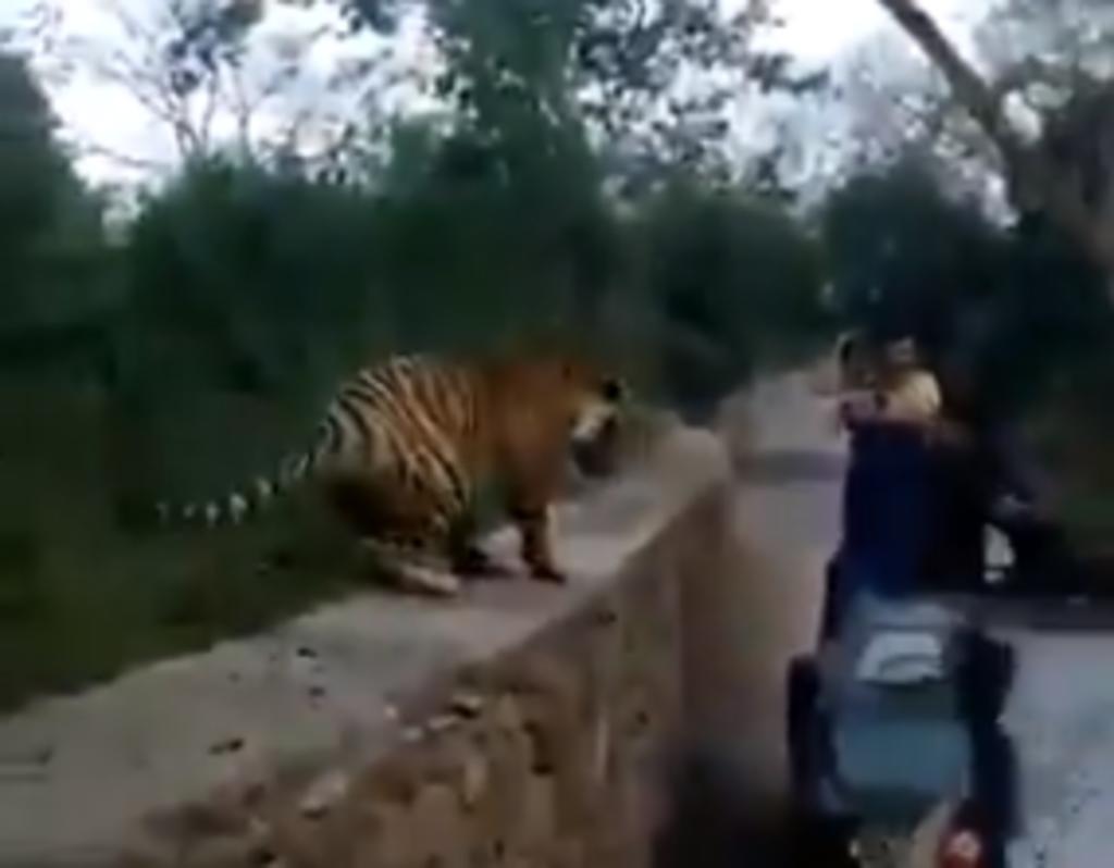 Turistas por poco son atacados por un tigre tras acercarse demasiado para retratarlo
