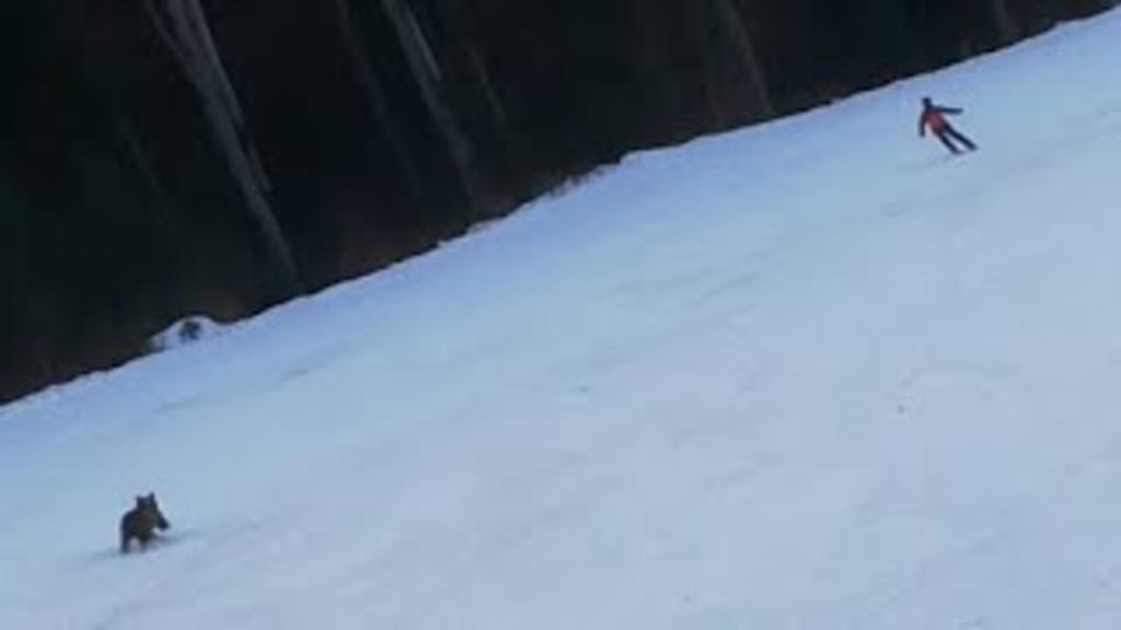 Esquiador es perseguido por un oso salvaje sobre una pendiente