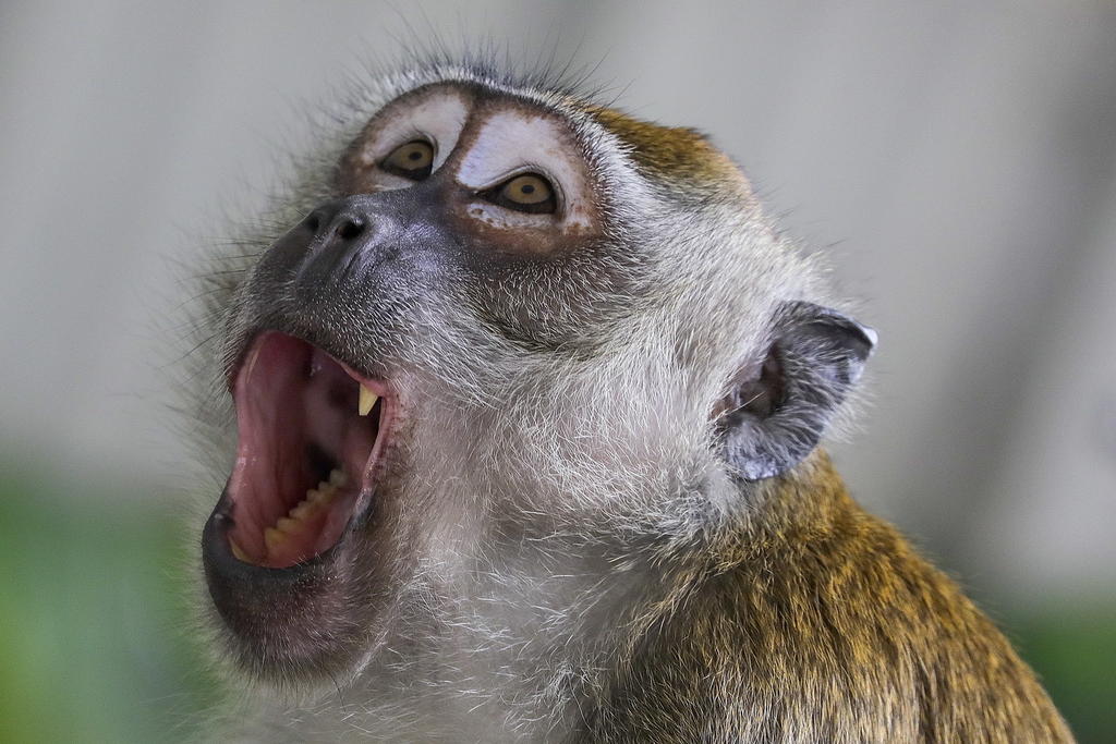 Oído interno de primates del Mioceno revela más datos de evolución humana