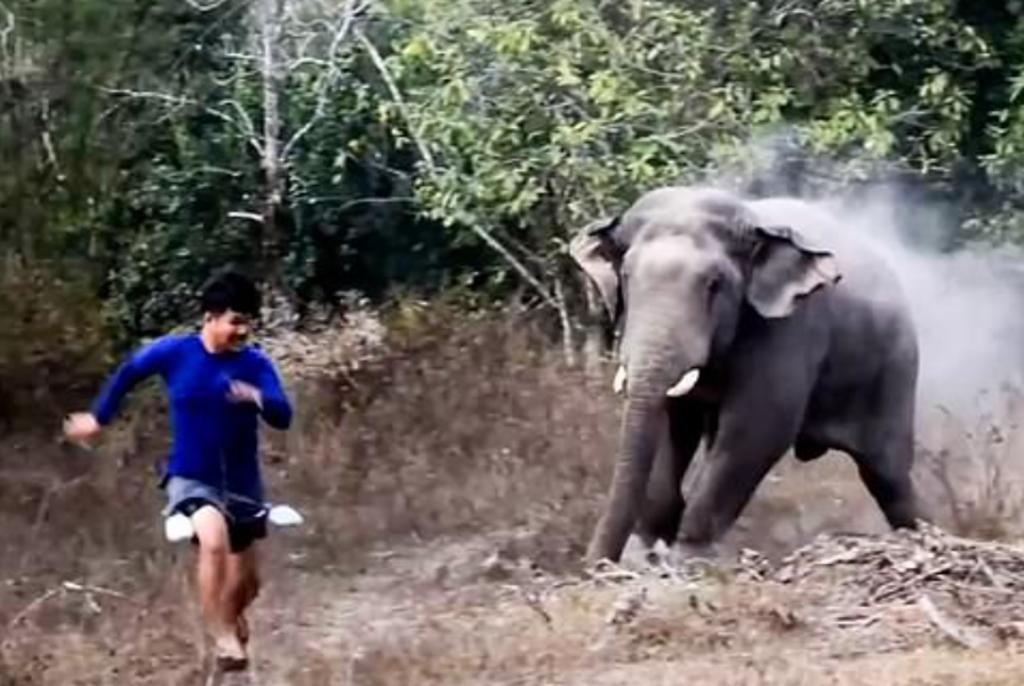 Elefante persigue a guardabosques que intentó impedir que comiera de las cosechas