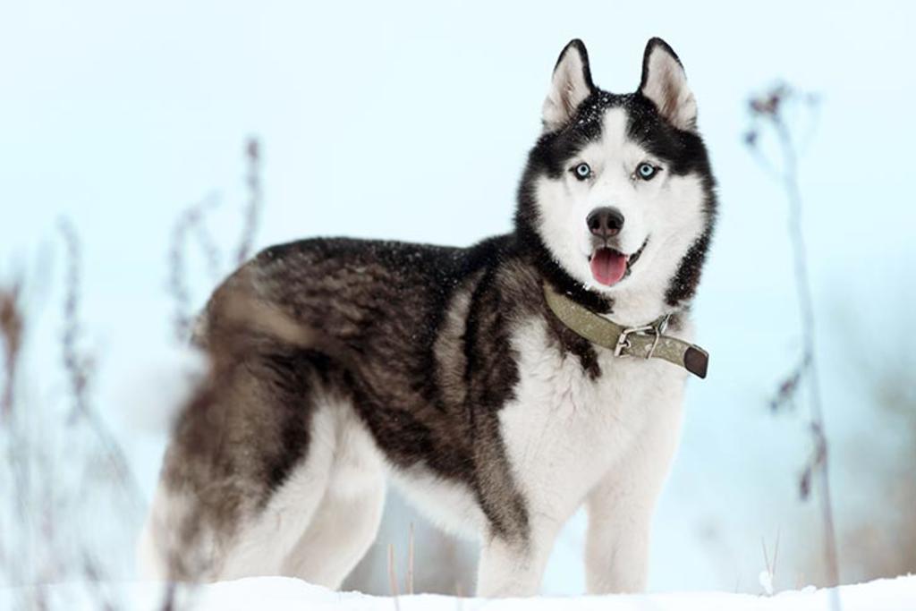 Primeros pobladores de América llevaron desde Siberia sus propios perros