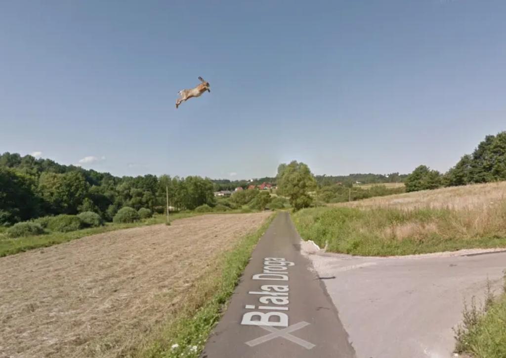 Un conejo ‘volando’ aparece en Google Maps; la explicación ha despertado interés en la red