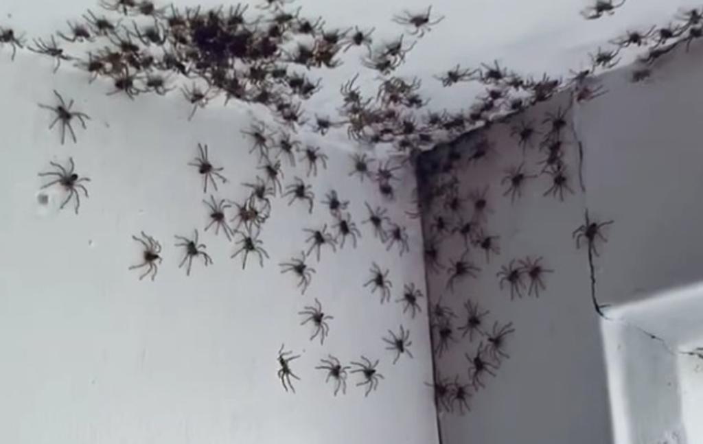 Mujer australiana encuentra el cuarto de su hija infestado de arañas y lo comparte en redes