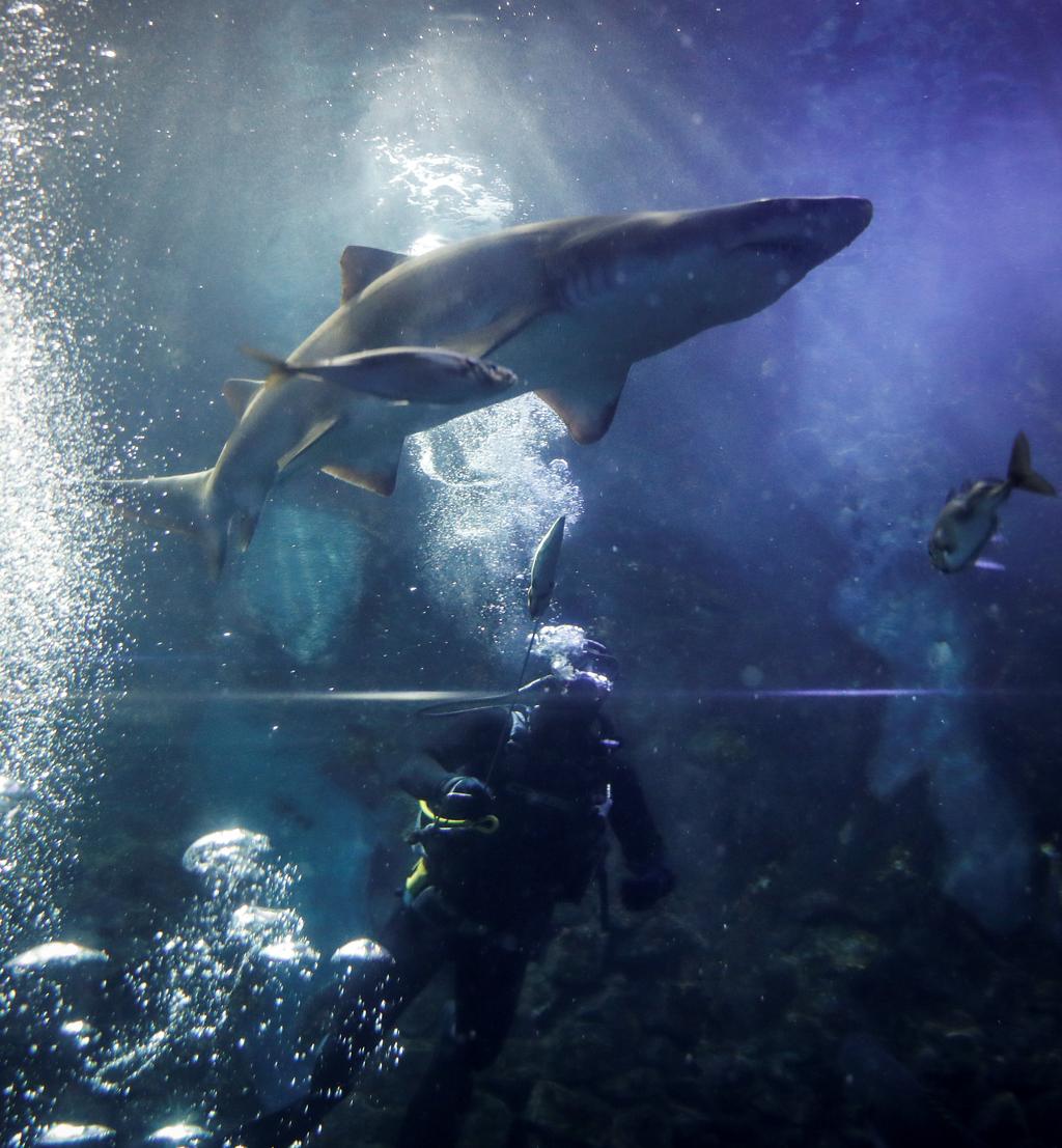 Disminuye 70% la población de tiburones en medio siglo: estudio