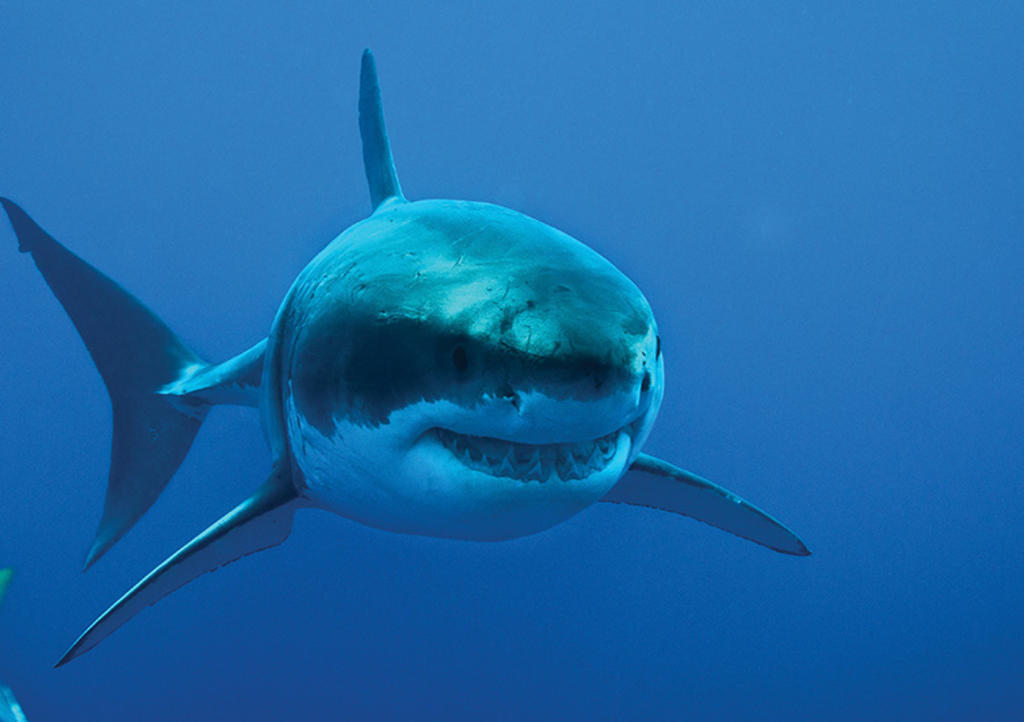 Cae 70% la población de tiburones en medio siglo