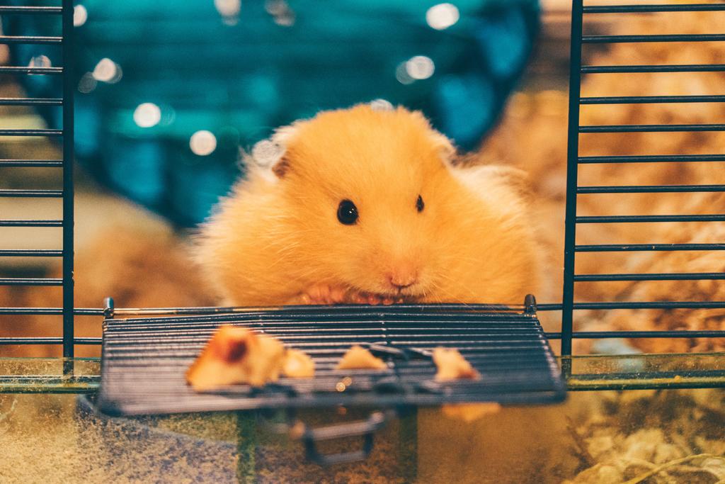 Causas y tratamientos de la diabetes en los hamsters
