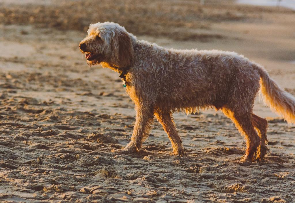 ¿Qué es el síndrome de la cola fría en los perros?