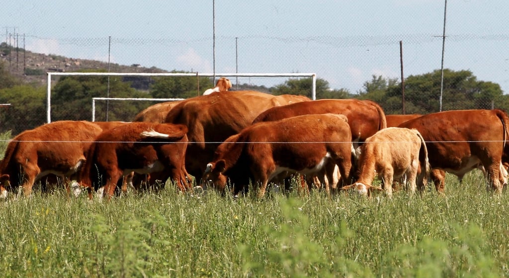 Durango, tercero en exportación de ganado en pie