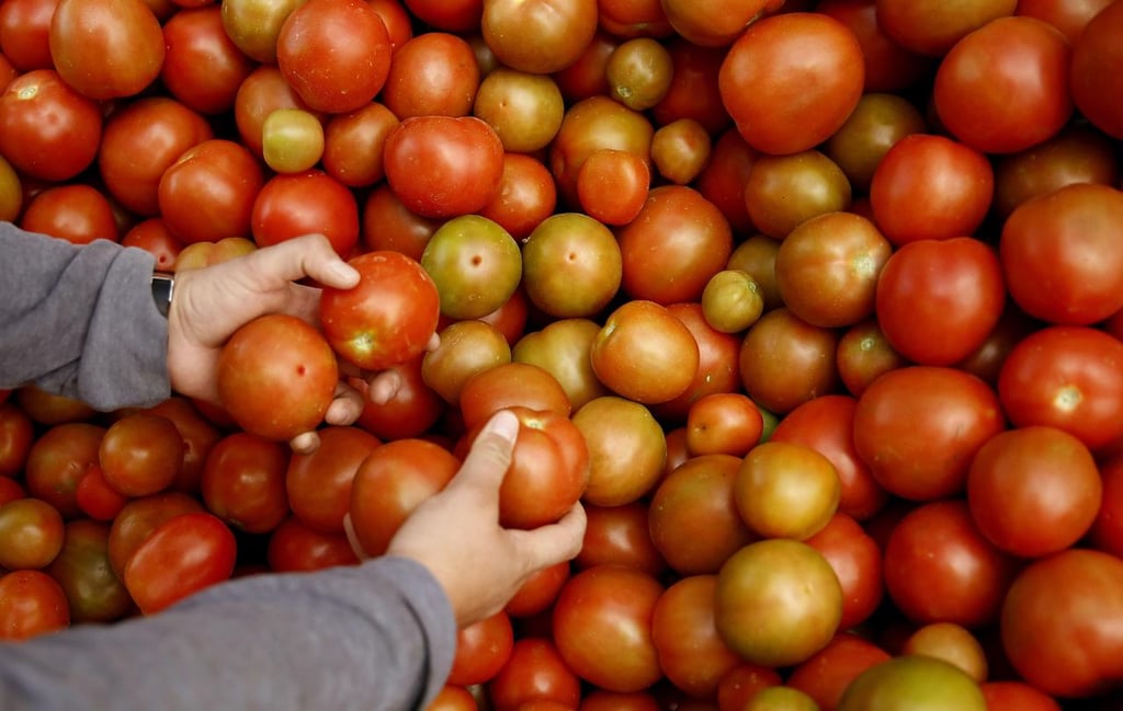 Difícil panorama para los productores de tomate de Durango