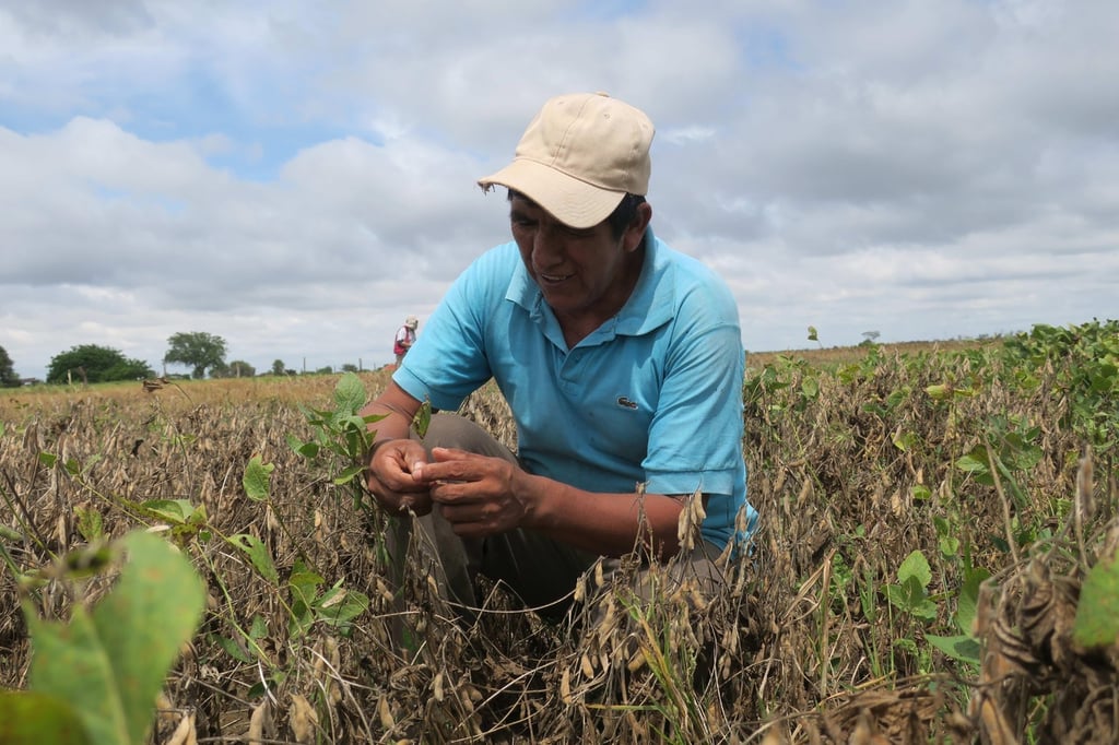 Pierden 60 mil has. de cultivos en Bolivia