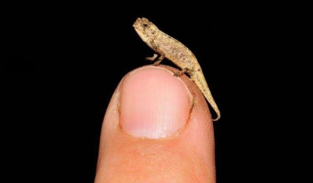 Nanocaamaleón, el diminuto reptil descubierto en Madagascar