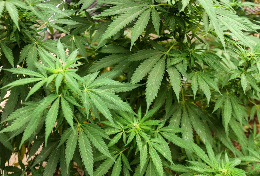 Escasea la marihuana en Jamaica