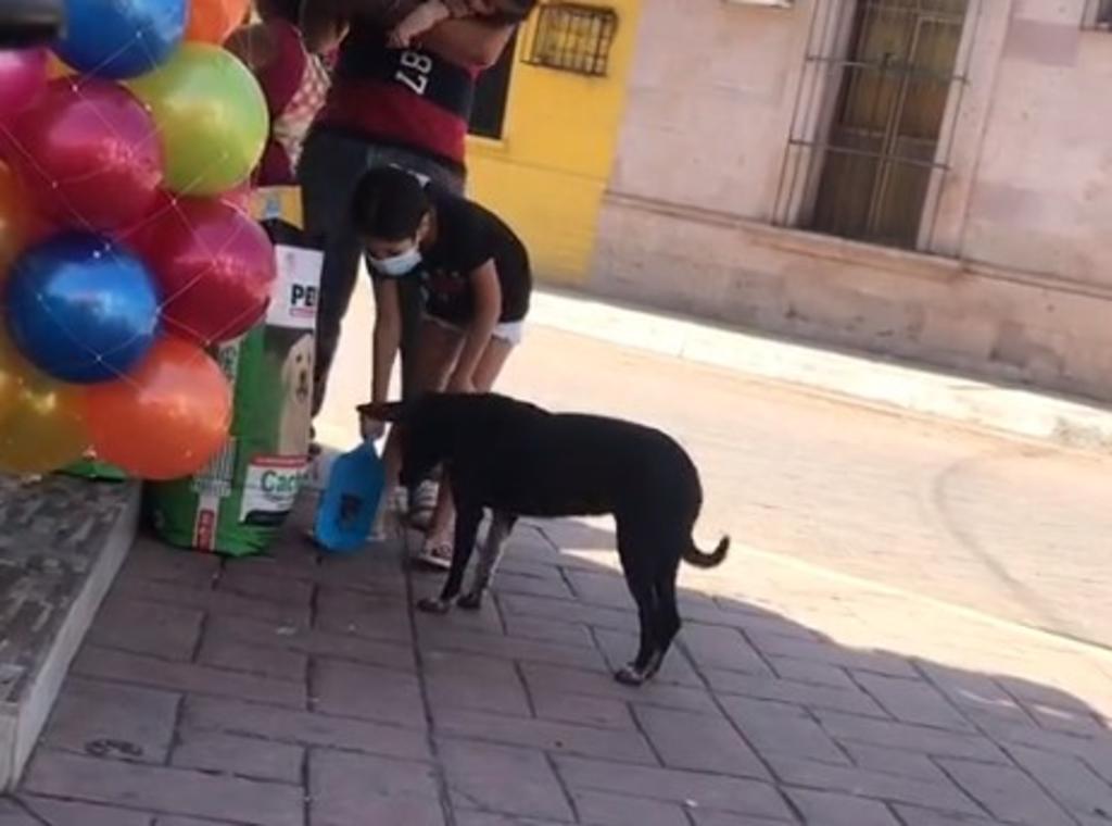 'Noble robo'; niña alimenta a perrito de la calle desde costal de tienda