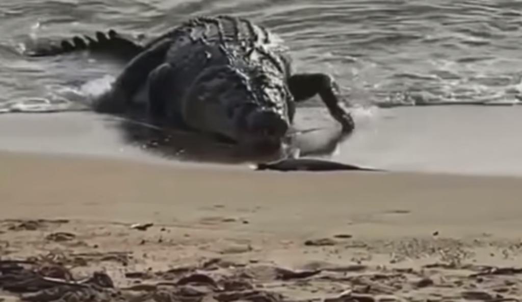 Cocodrilo emerge desde el mar y devora a un pequeño tiburón en una playa