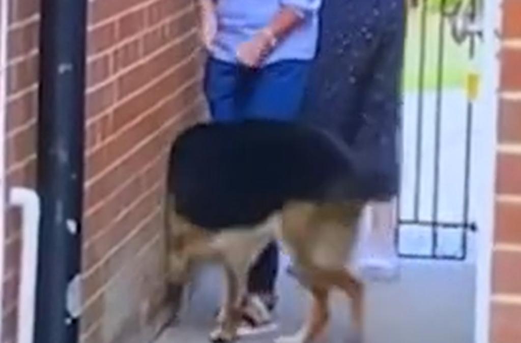 Perro 'atraviesa' una pared gracias a una rápida ilusión óptica y se vuelve viral