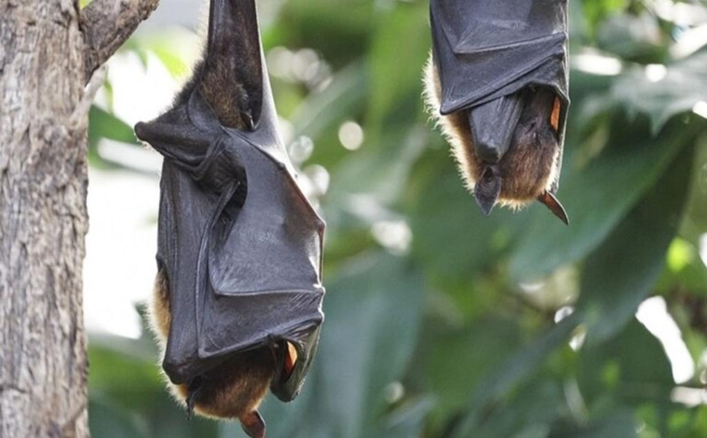 Encuentran nuevo coronavirus en murciélagos de Tailandia