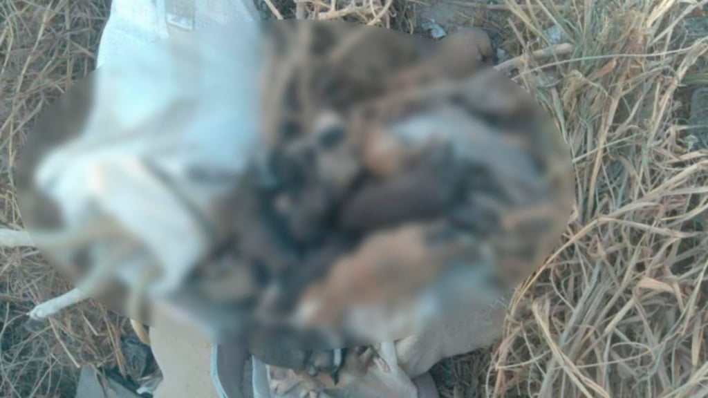 Nuevo caso de maltrato animal en Durango; matan y abandonan a 16 perritos