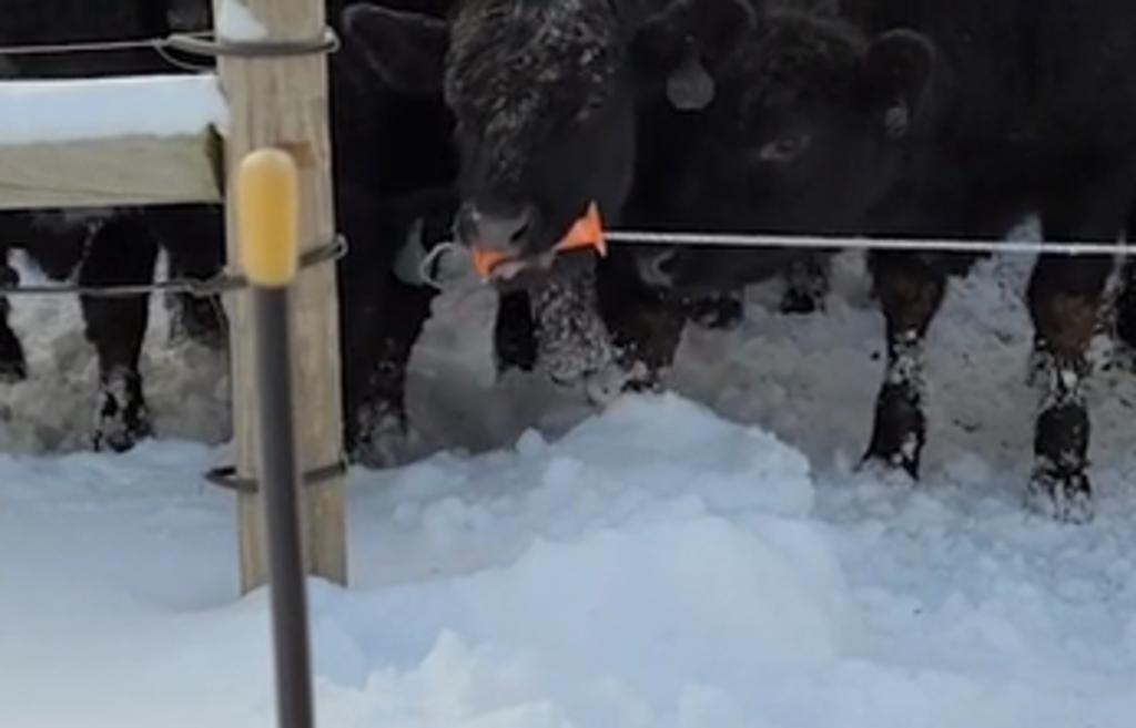 Vaca es grabada abriendo una cerca se eléctrica y se vuelve viral