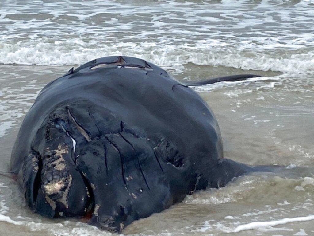 Hallan muerta a cría de ballena franca en vía de extinción en Florida