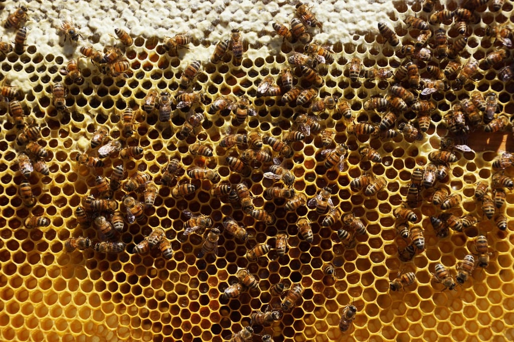 Durango produce 472 toneladas de miel durante 2020