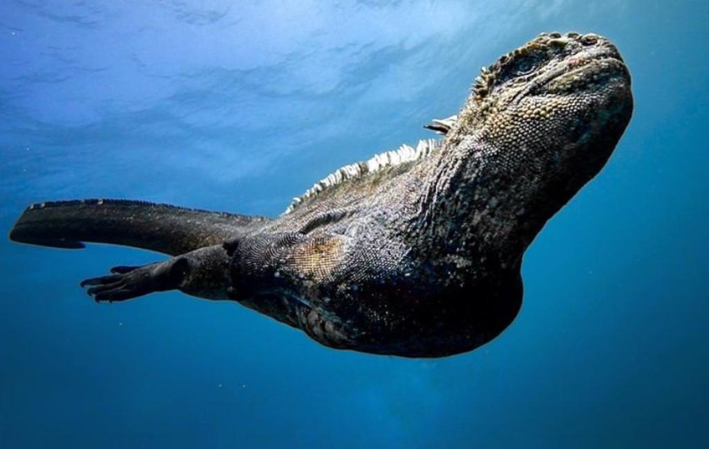 Captan a un 'mini Godzilla' nadando en las Islas Galápagos