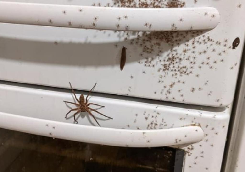 Mujer encuentra su horno cubierto de arañas cazadoras y aterroriza a usuarios en redes