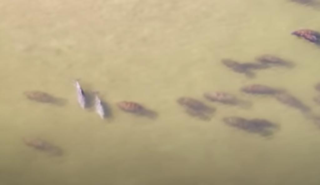 Delfines son grabados jugando entre una numerosa manada de manatíes en Florida