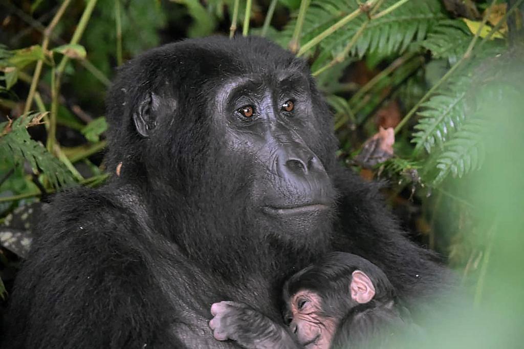 Advierten que turistas que visitan a gorilas de montaña deberían usar tapabocas