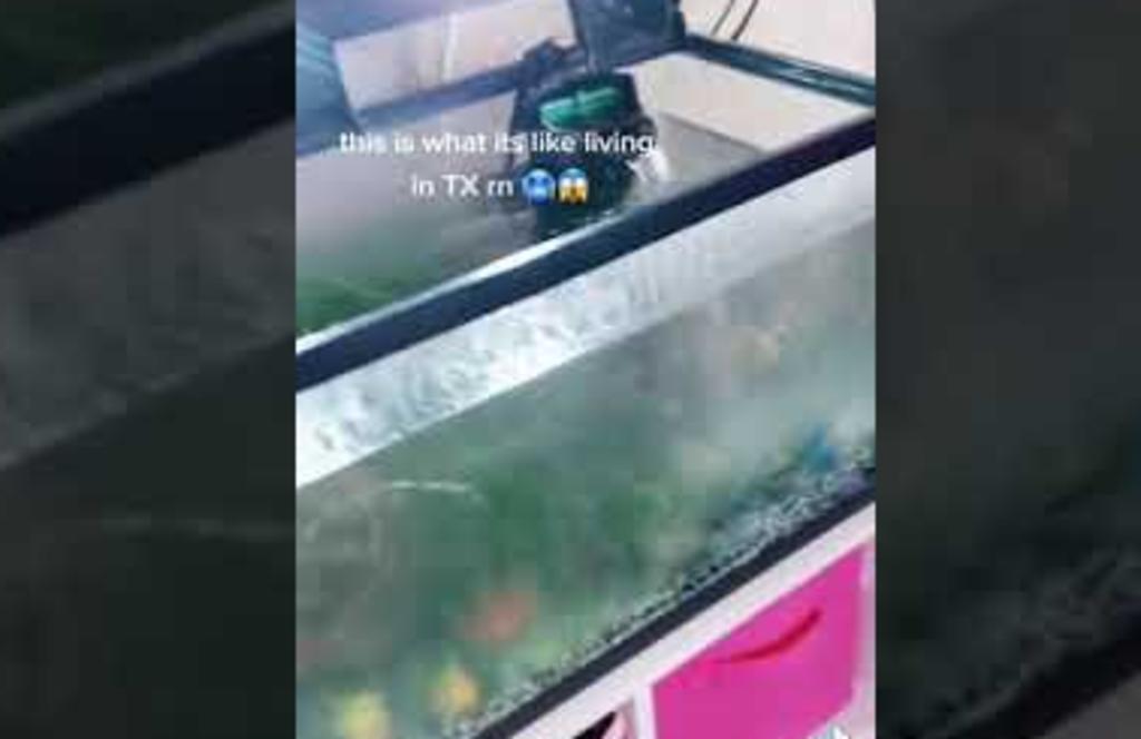 Mujer comparte video de su pecera congelada tras heladas en Texas y se vuelve viral