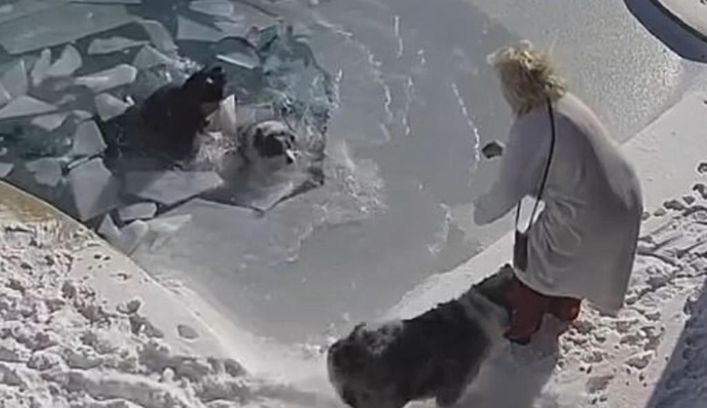 Hombre salta a piscina congelada para rescatar a su perro mascota