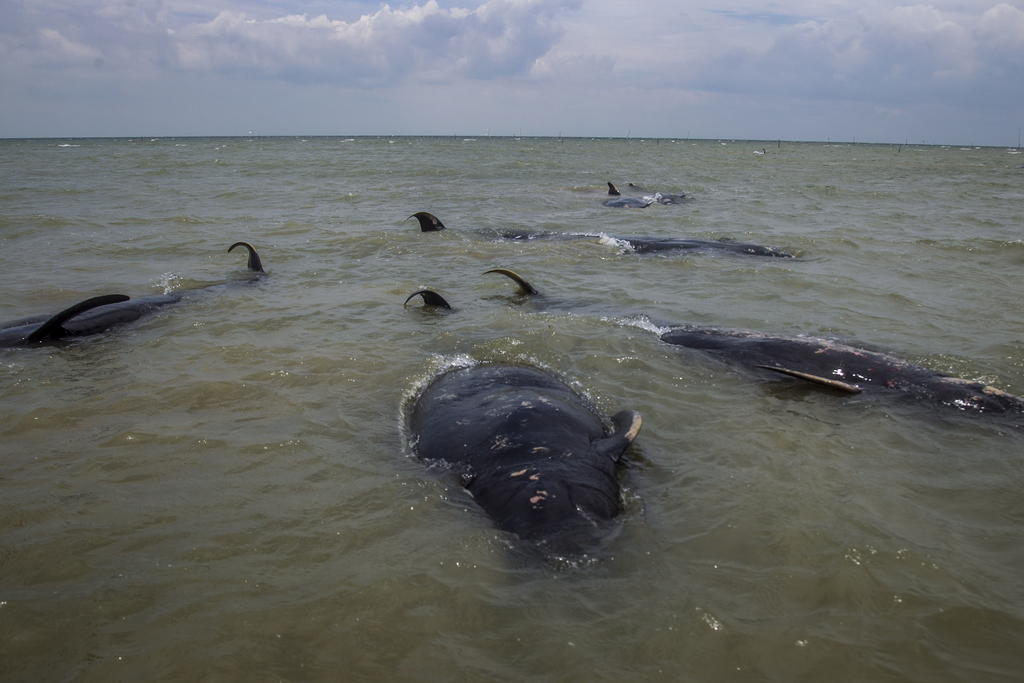 Fallecen 42 ballenas tras quedar varadas en isla indonesia