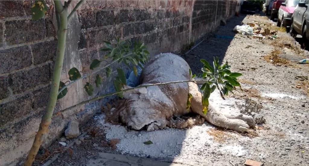 Resguardan cadáver de león hallado en calles de Iztapalapa