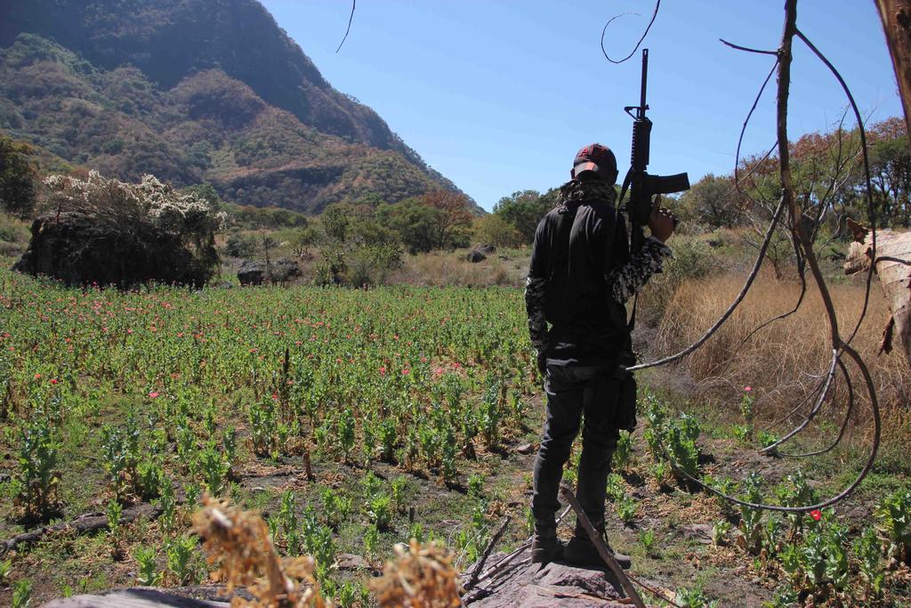 Dejan cultivo de amapola por aprovechamiento forestal en Guerrero